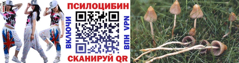 Псилоцибиновые грибы прущие грибы  где купить наркоту  Новоузенск 